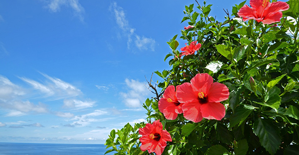 沖縄で永代供養墓を建てる。参考にしたい５つの選択肢