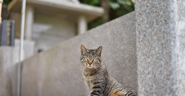 ユンヂチに進めたい沖縄のお墓事